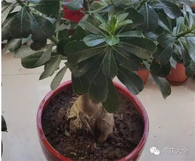 这是什么花？