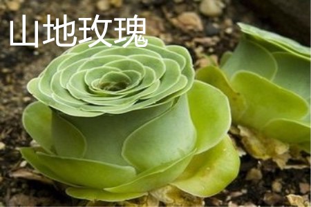 山地玫瑰植株