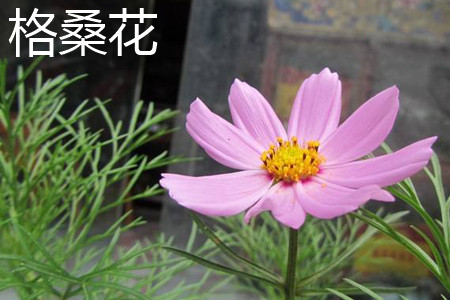 格桑花叶片