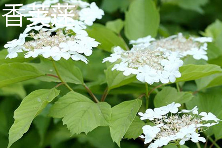 香荚蒾