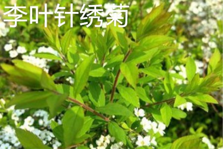 李叶绣线菊叶片