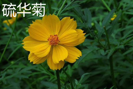 硫华菊