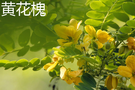 黄花槐