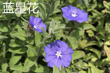 蓝星花