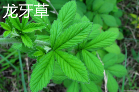 龙牙草叶片